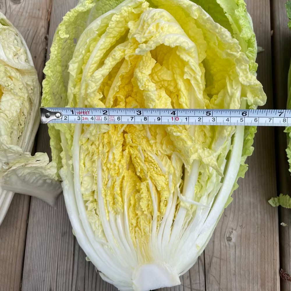 Korean napa cabbage seeds for Kimchi : Fall - 김장 배추 씨앗 | Kseedz