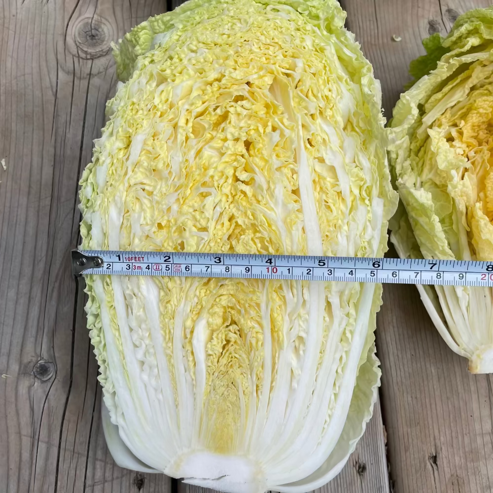 Korean napa cabbage for Kimchi : Spring - 봄배추 | KSEEDZ