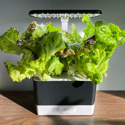 Korean red skirt lettuce seeds - 적치마 상추 씨앗 | KSEEDZ