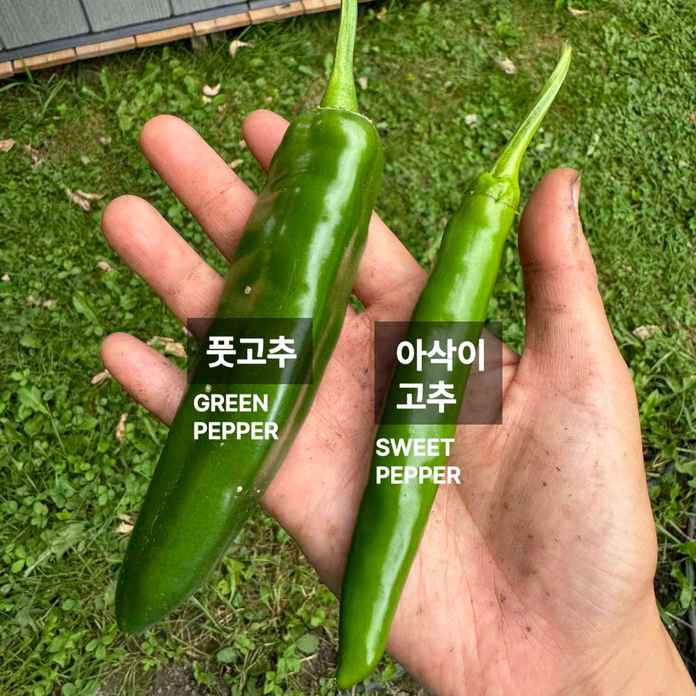 Pepper Green - 풋고추
