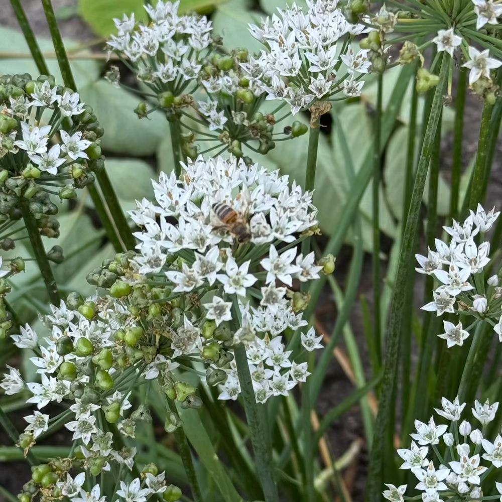 Korean chive seeds : Buchu - 부추 씨앗 | KSEEDZ