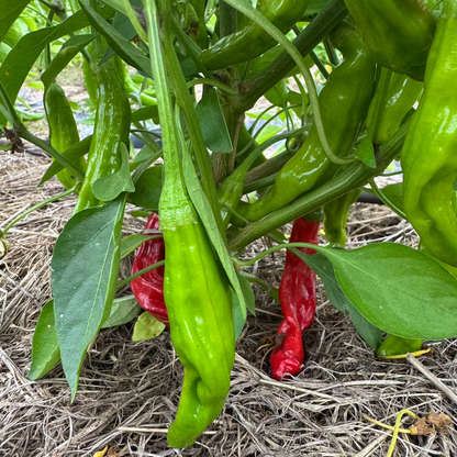 Korean spicy pepper : Cheongyang – 청양 고추 씨앗 | KSEEDZ