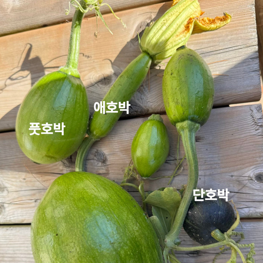 Korean round zucchini seeds - 풋호박 씨앗 | KSEEDZ