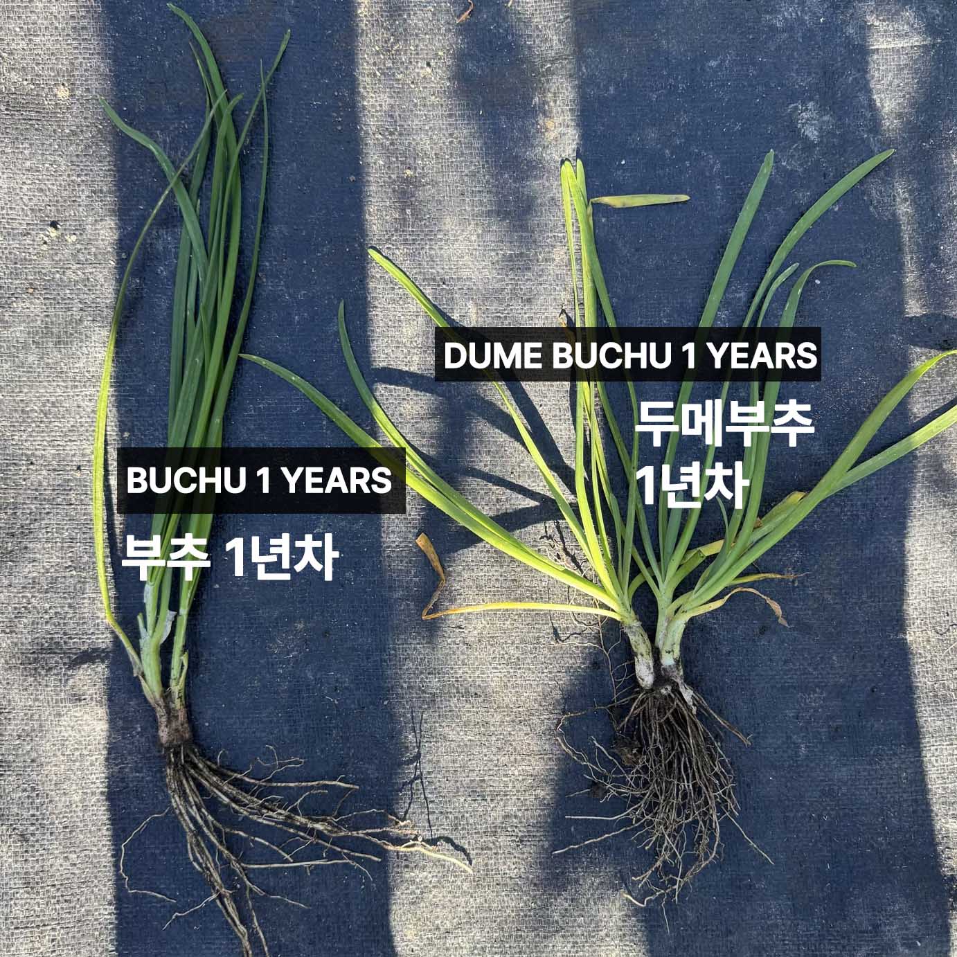 Korean chive seeds : Buchu - 부추 씨앗 | KSEEDZ