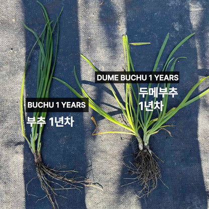Korean chive seeds : Buchu - 부추 씨앗 | KSEEDZ