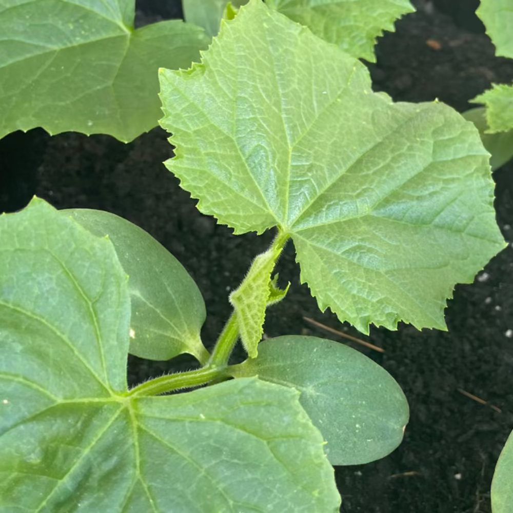 Zucchini squash - 풋호박