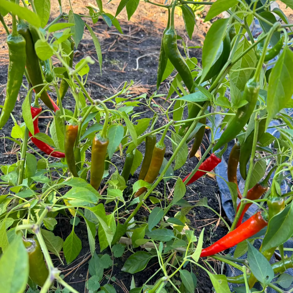 Korean spicy pepper : Cheongyang – 청양 고추 씨앗 | KSEEDZ