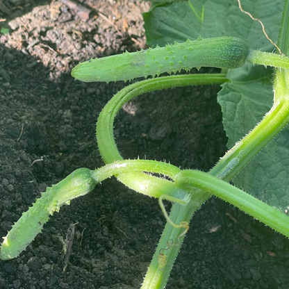 Cucumber - 백다다기 오이