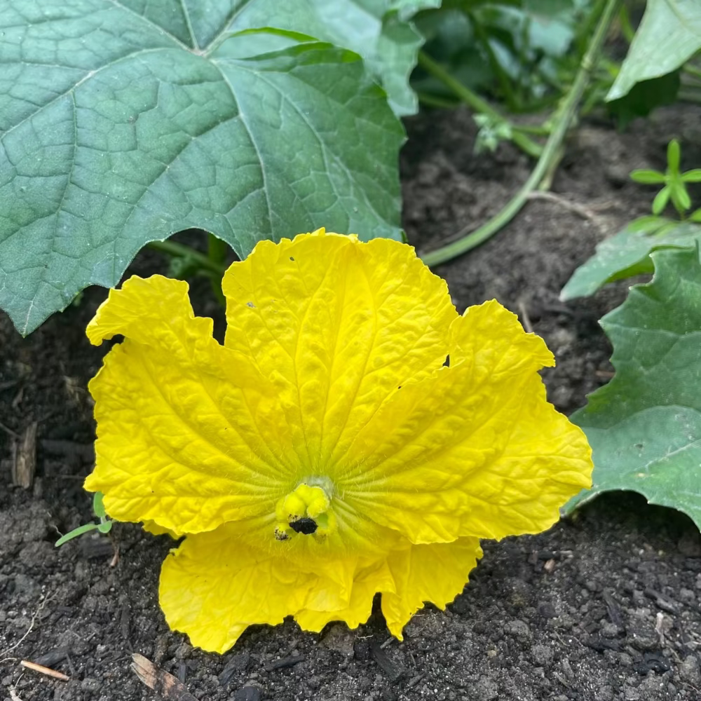 Cucumber - 백다다기 오이