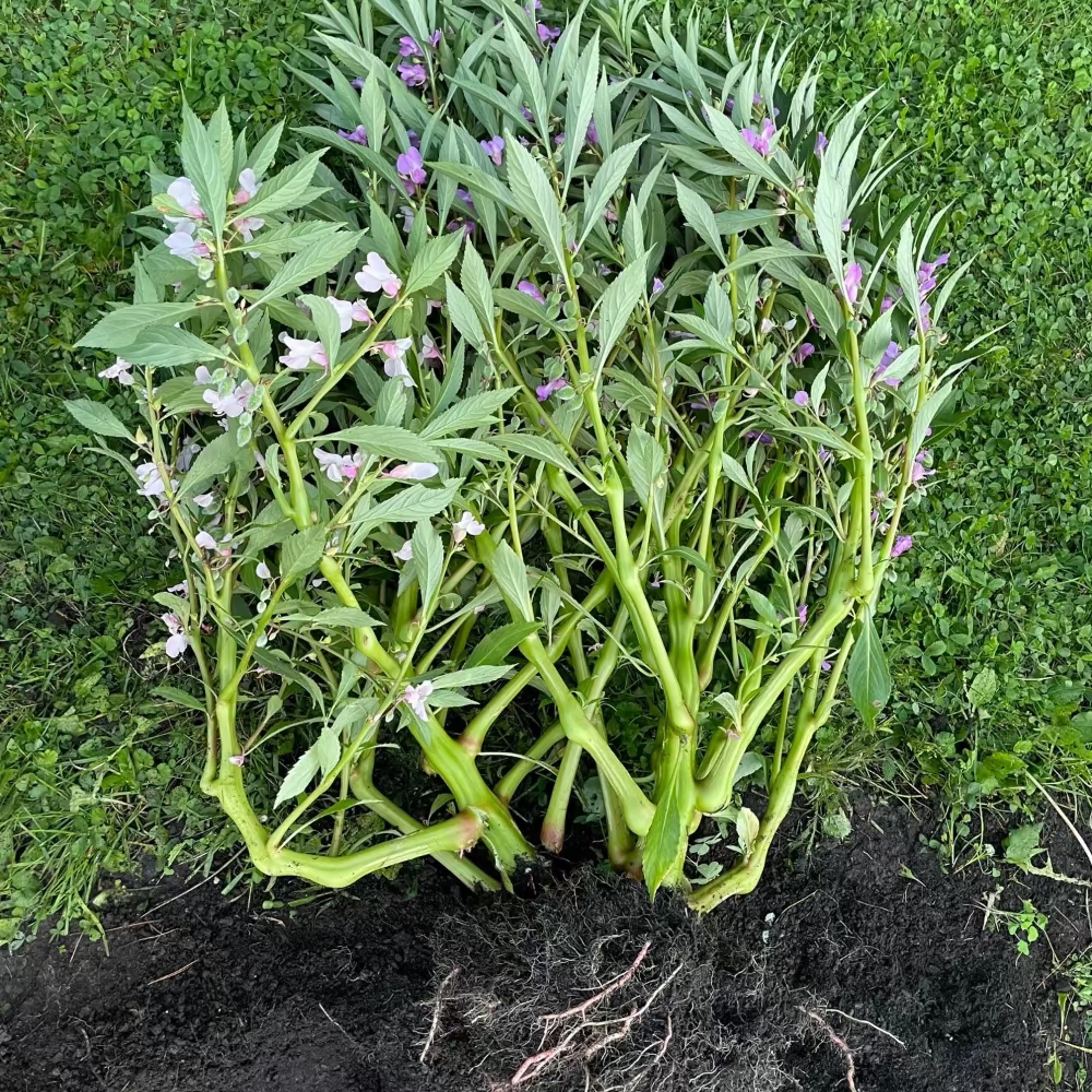 Garden Balsam Flower seeds : Bongsunwha - 봉선화꽃 씨앗 | KSEEDZ