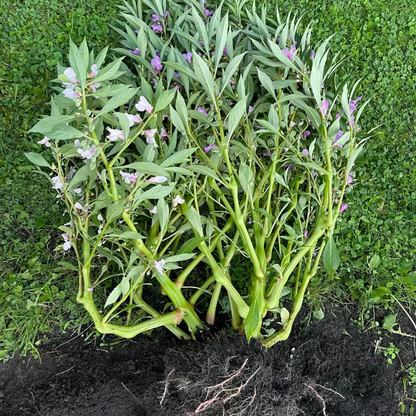 Garden Balsam Flower seeds : Bongsunwha - 봉선화꽃 씨앗 | KSEEDZ