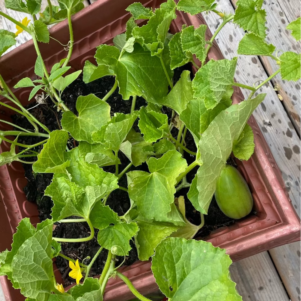 Korean melon seeds - 참외 씨앗 | KSEEDZ