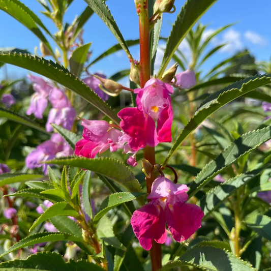 Garden Balsam Flower seeds : Bongsunwha - 봉선화꽃 씨앗 | KSEEDZ