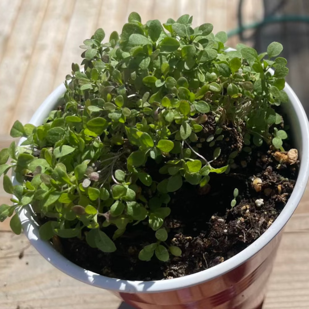 Korean shepherd's purse : Naengi - 냉이