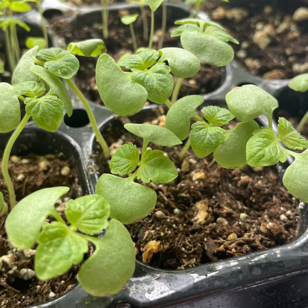 PERILLA GREEN - 잎들깨, 깻잎