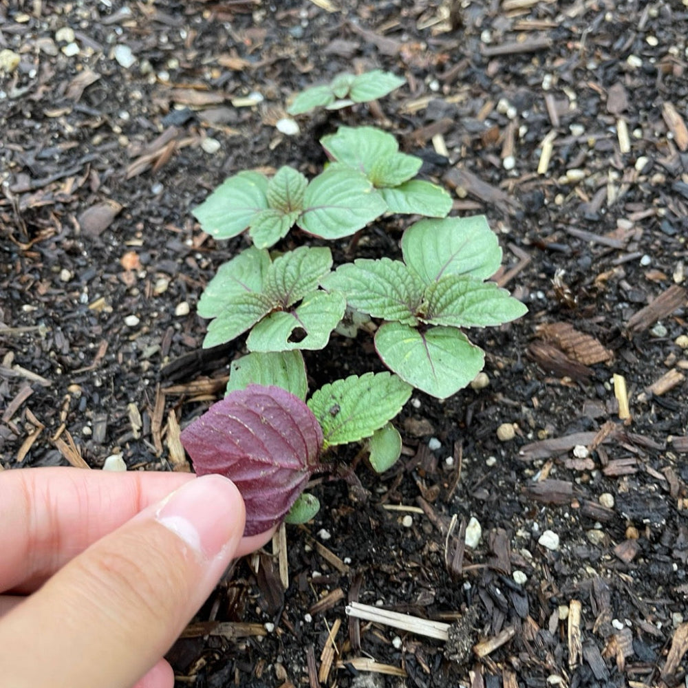 Korean red perilla seeds - tía tô, Britton  / 적깻잎, 적삼잎들깨 씨앗 | KSEEDZ