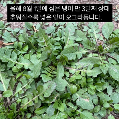 Korean shepherd's purse seeds : Naengi - 냉이 씨앗 | KSEEDZ