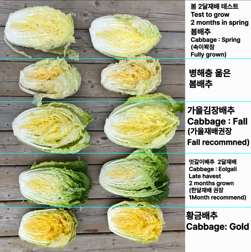 Korean napa cabbage for Kimchi : Spring - 봄배추 | KSEEDZ