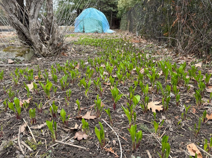 Ramp / Korean wild garlic – 울릉도종 명이나물, 산마늘 8월 18일부터 배송시작