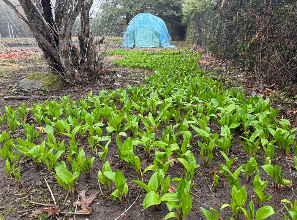 Ramp / Korean wild garlic – 울릉도종 명이나물, 산마늘 8월 18일부터 배송시작