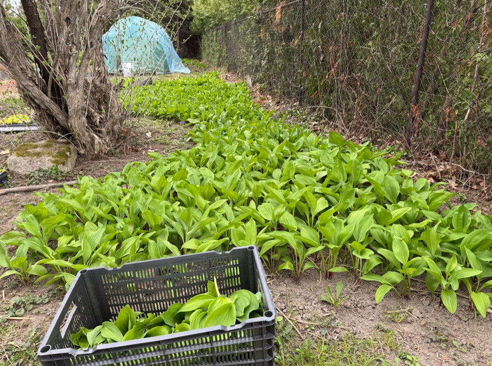 Ramp / Korean wild garlic – 울릉도종 명이나물, 산마늘 8월 18일부터 배송시작