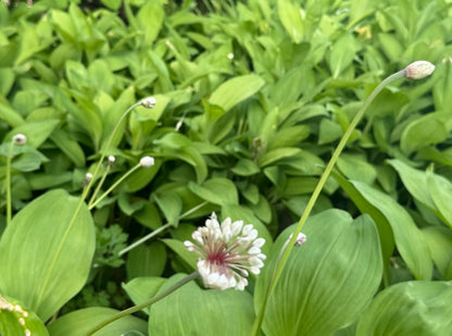 Ramp / Korean wild garlic – 울릉도종 명이나물, 산마늘 8월 18일부터 배송시작