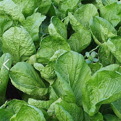 Mustard from Dolsan - 돌산갓 image 0