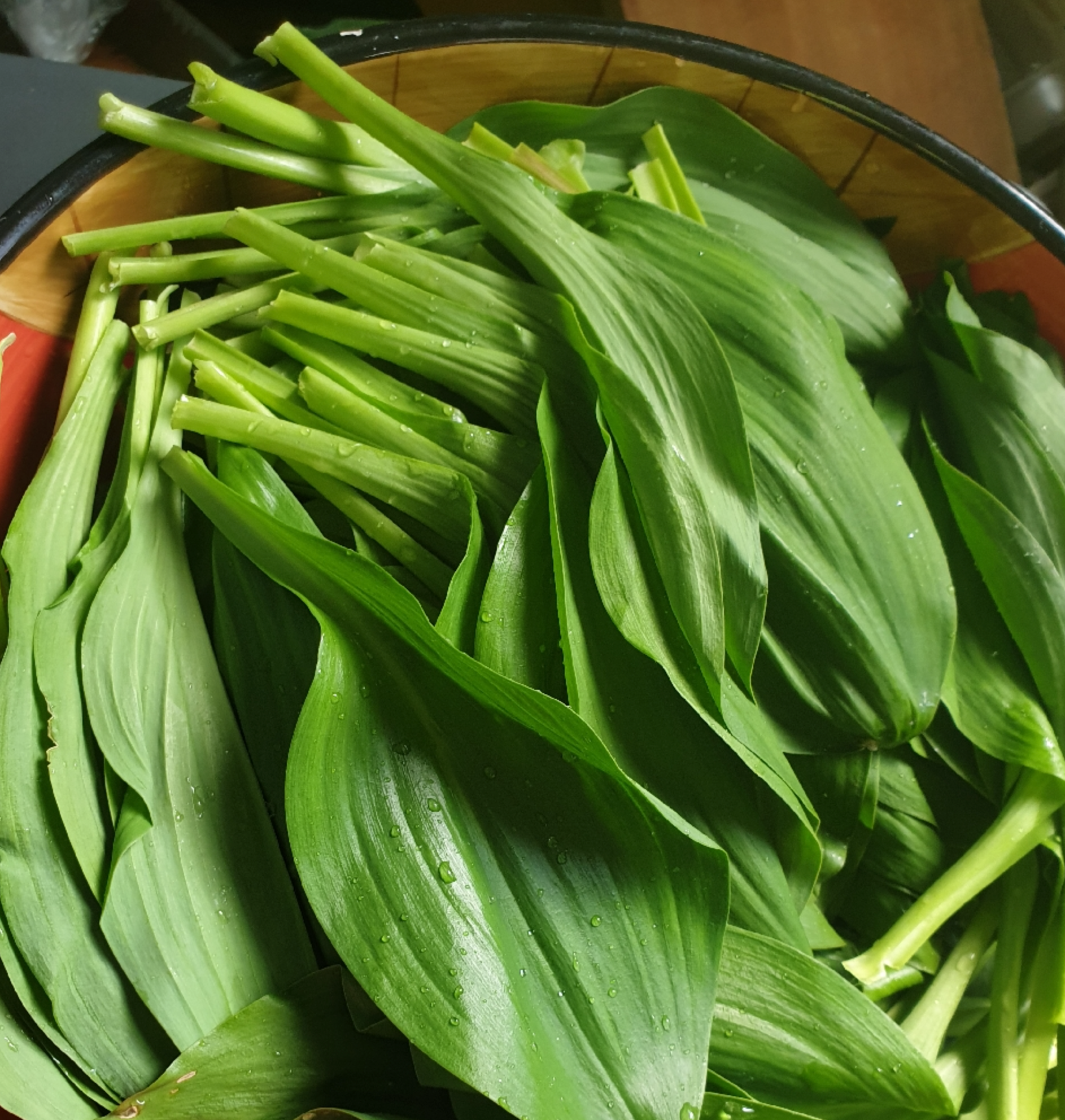 ! Ramp / Wild garlic /Myeonginamul – 울릉도종 명이나물, 산마늘 10G (Approx 500 seeds) image 0