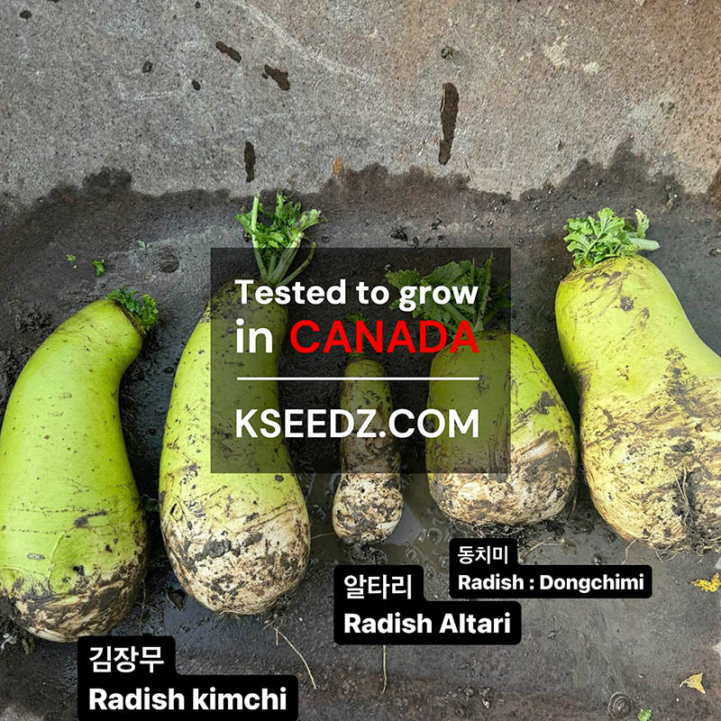 Radish : Kimchi (FALL) - 가을김장무 image 1
