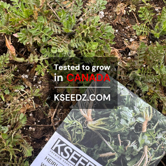 Korean shepherd's purse : Naengi - 냉이 image 1