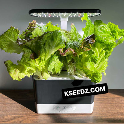 Lettuce red - 적축면 꽃상추 image 4