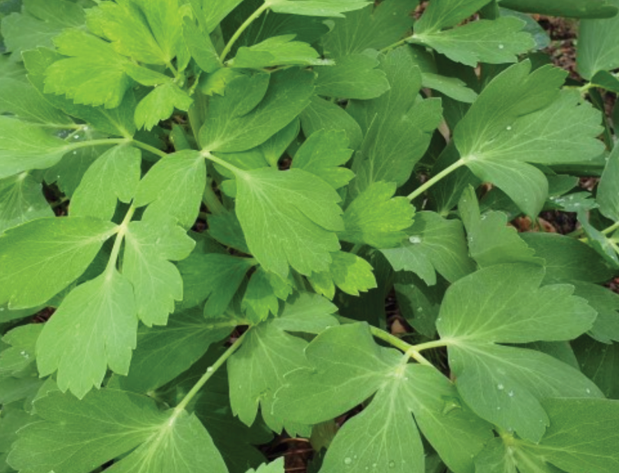 Bangpung - 방풍 나물 image 0