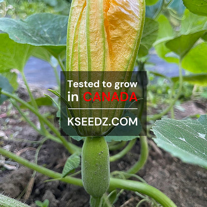 Zucchini Summer - 애호박 image 2