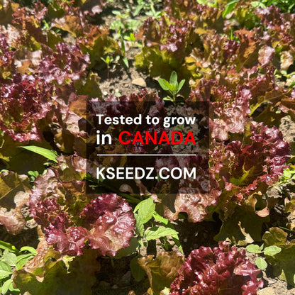 Lettuce red - 적축면 꽃상추 image 1