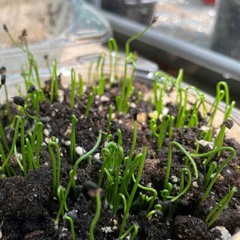 Buchu : Korean chive - 부추