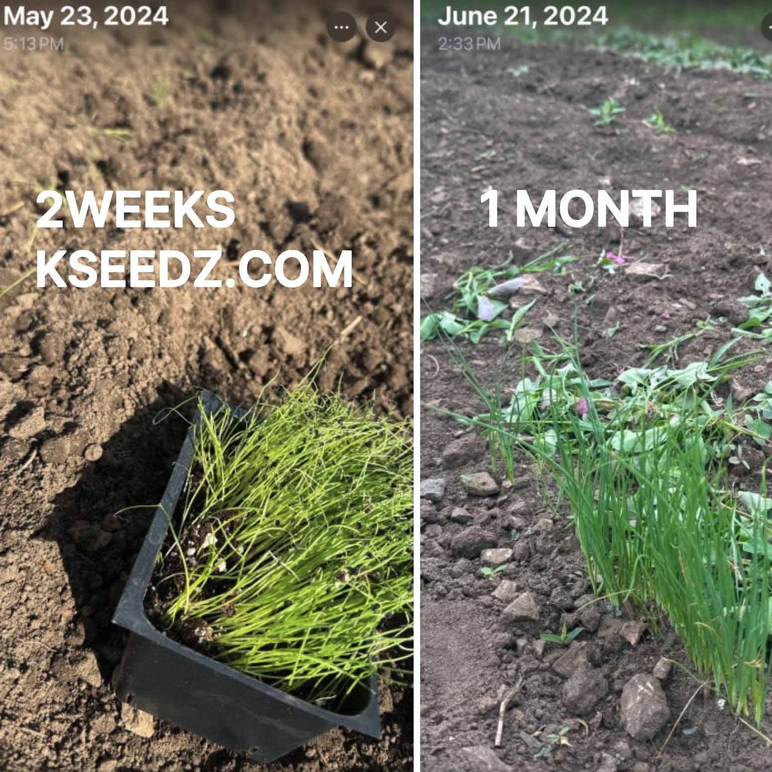 Bunching onion : Welsh - 대파 image 5