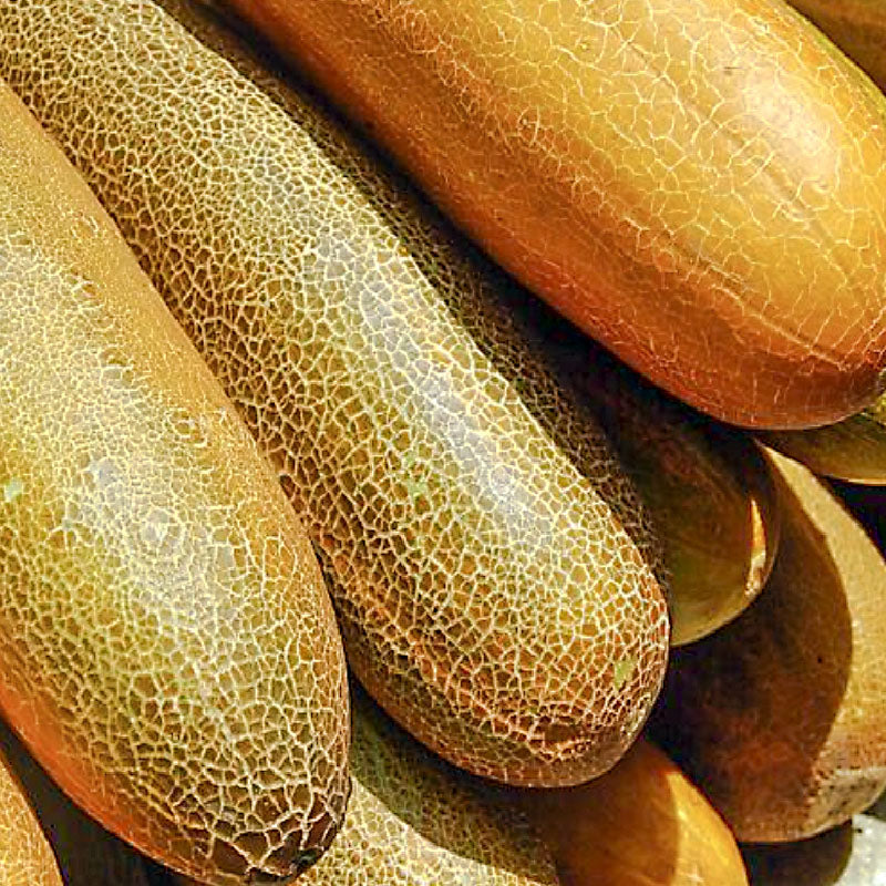 Cucumber old : Nogak - 노각오이