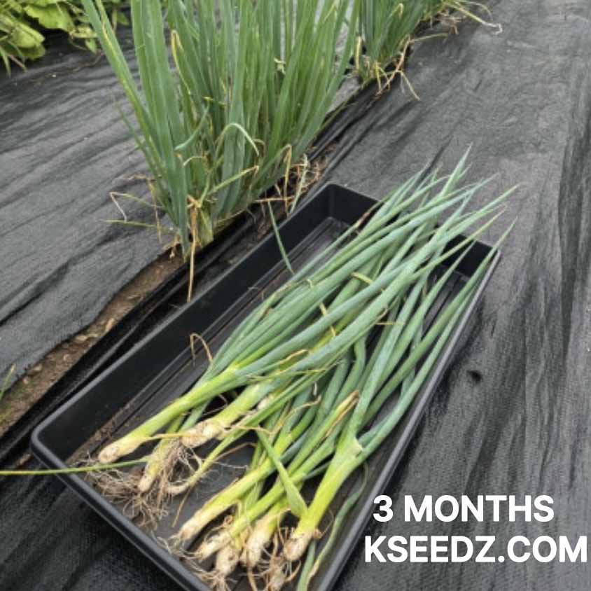 Bunching onion : Welsh - 대파 image 3