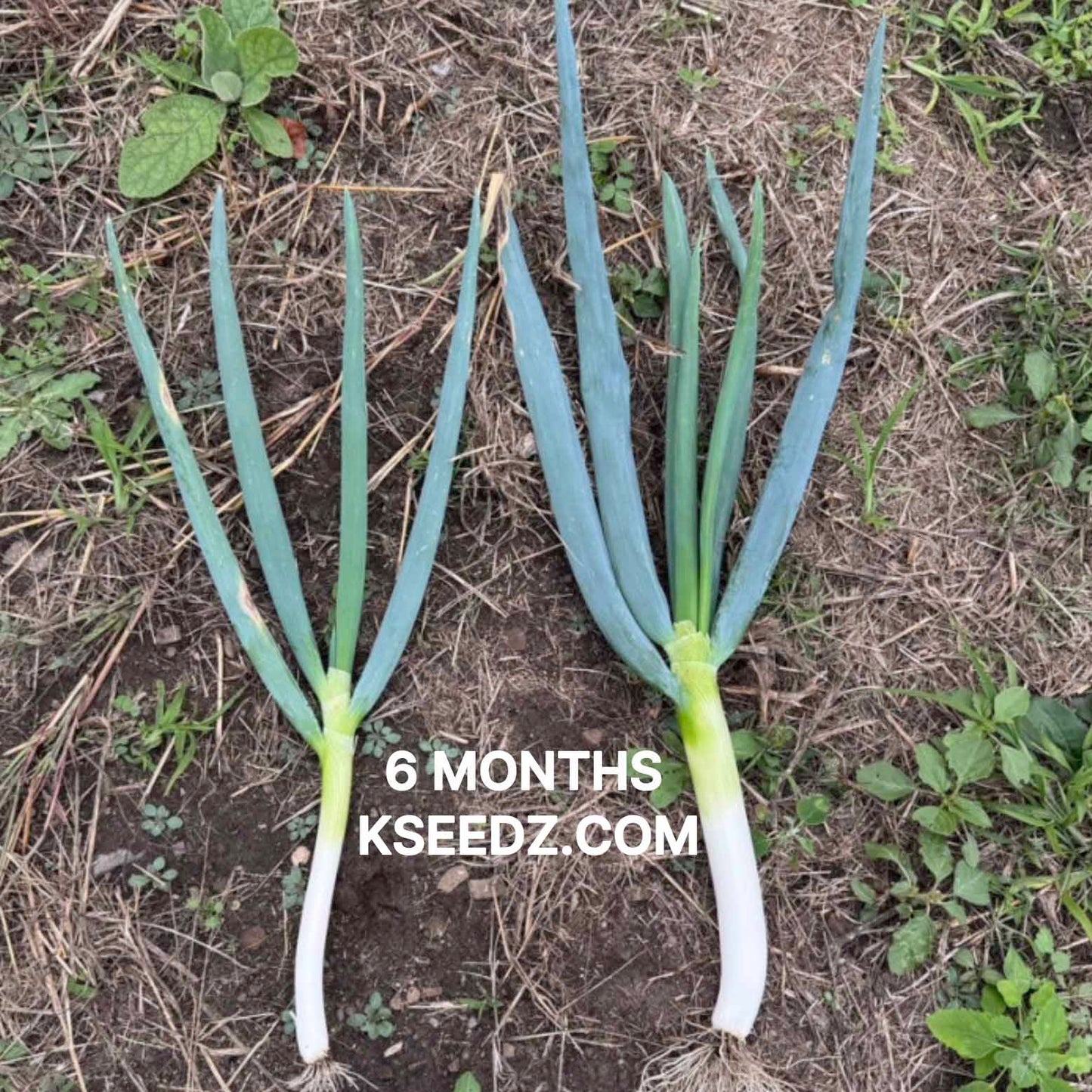 Bunching onion : Welsh - 대파 image 2