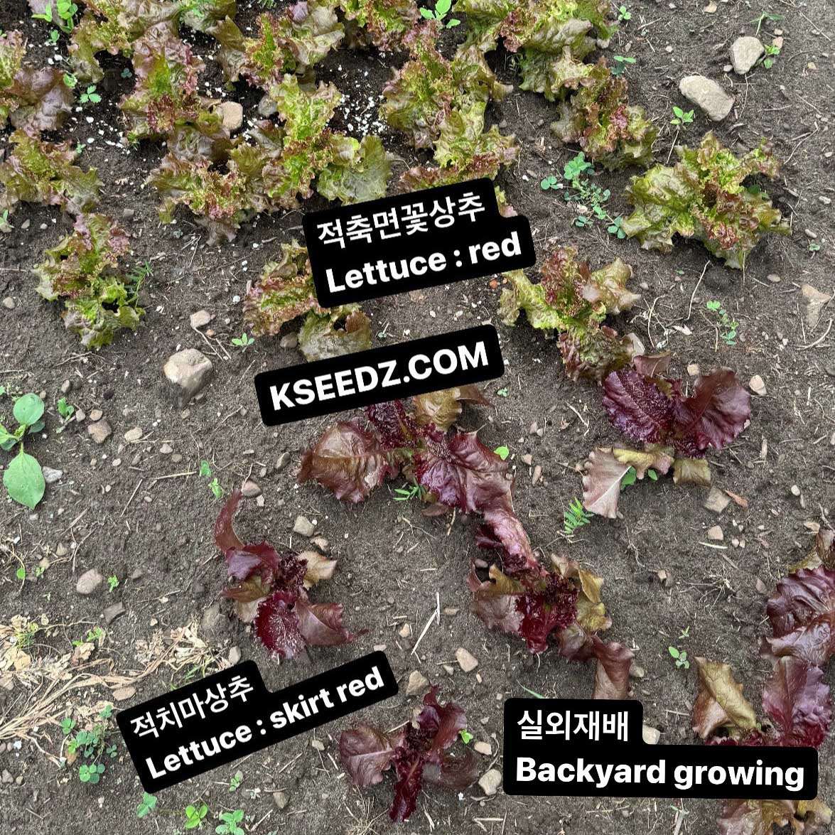 Lettuce red - 적축면 꽃상추 image 2