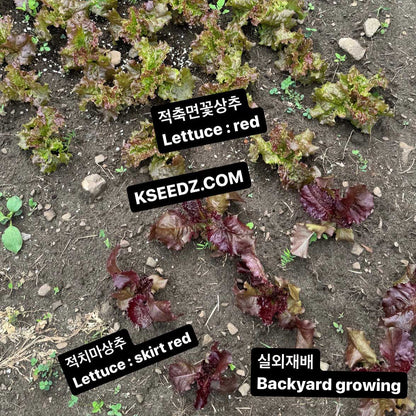 Lettuce red - 적축면 꽃상추 image 2