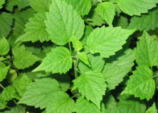 Bang-A - 방아 나물 image 0