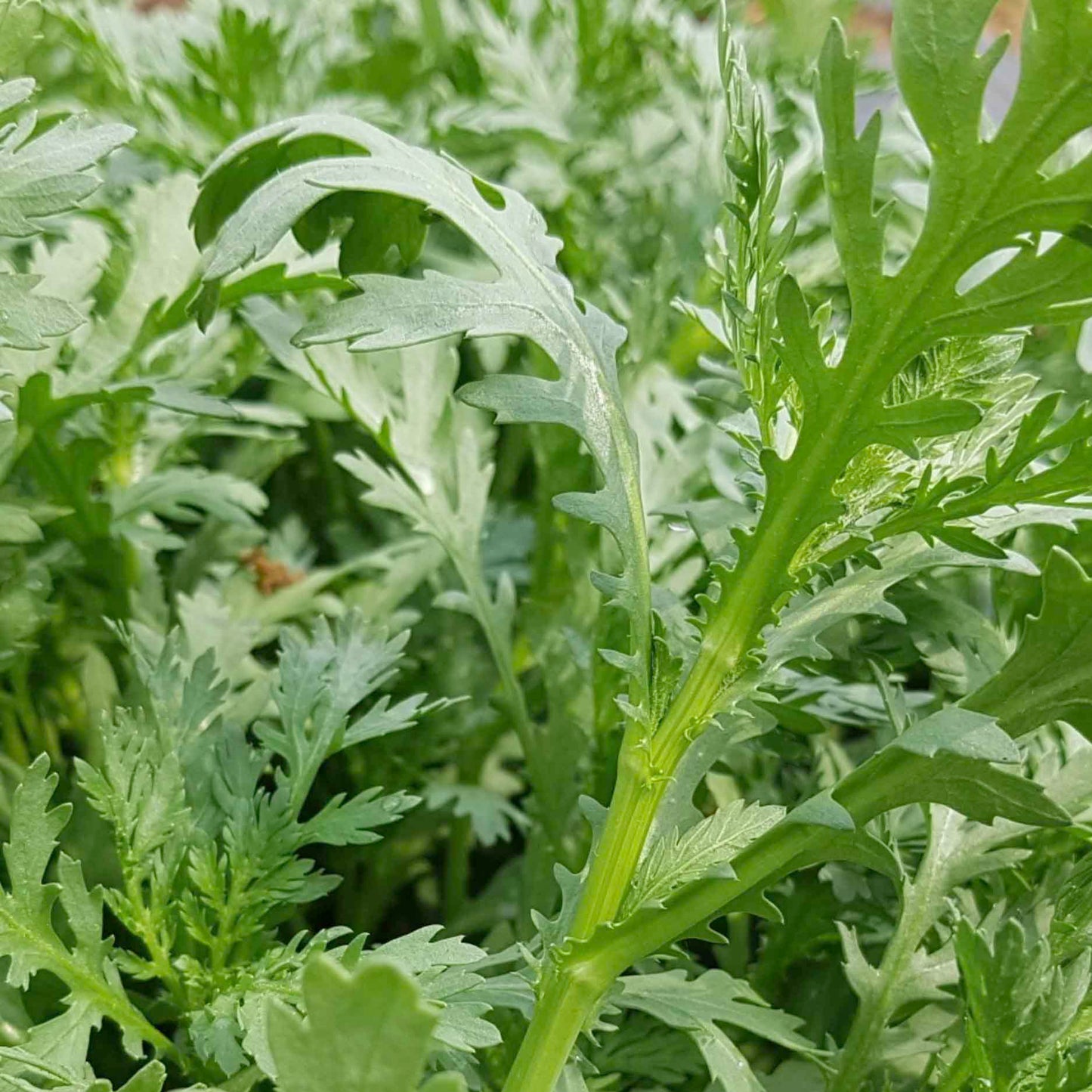 Mustard Crown Daisy - 쑥갓 image 0