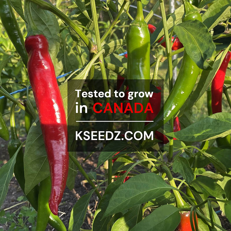Pepper Red : Mild - 홍고추 image 1