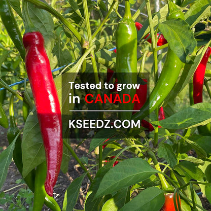 Pepper Red : Mild - 홍고추 image 1