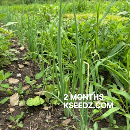 Bunching onion : Welsh - 대파 image 4