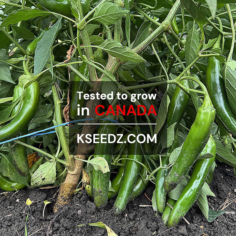 Pepper Green : Sweet - 아삭이 고추 image 1