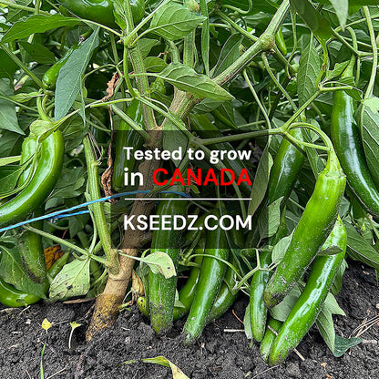 Pepper Green : Sweet - 아삭이 고추 image 1