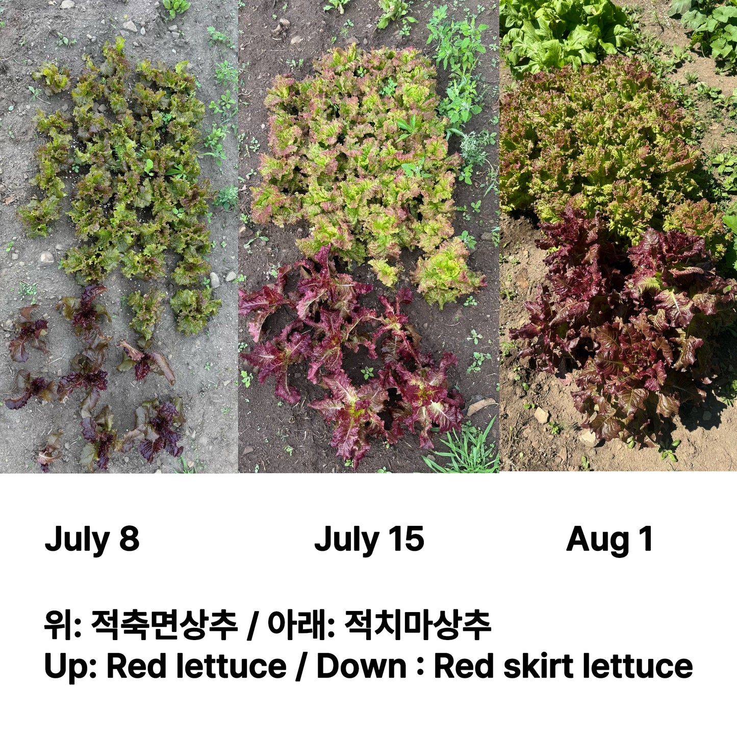 Korean red skirt lettuce seeds - 적치마 상추 씨앗 | KSEEDZ