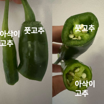 Pepper Green - 풋고추